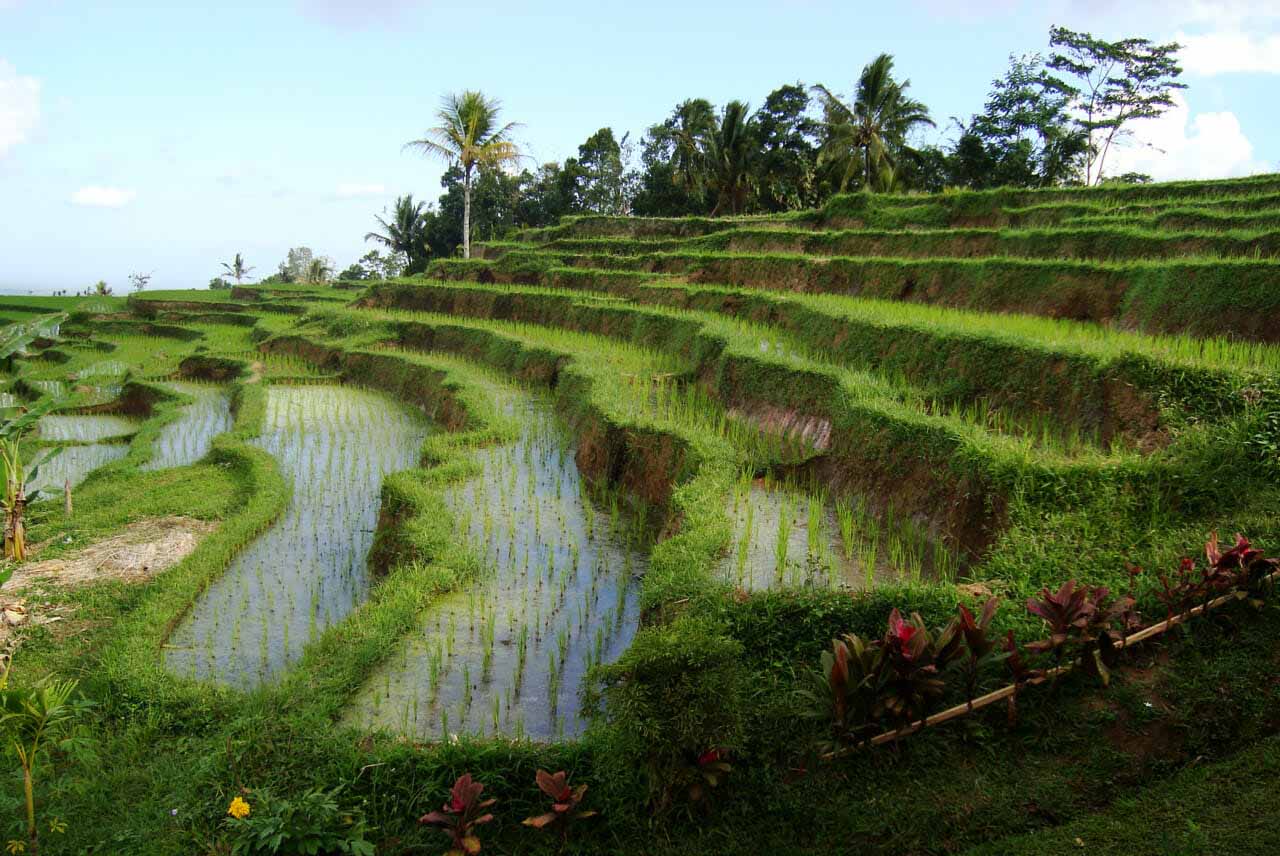 Jatiluwih Rice Terraces