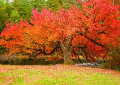Muskoka fall colours