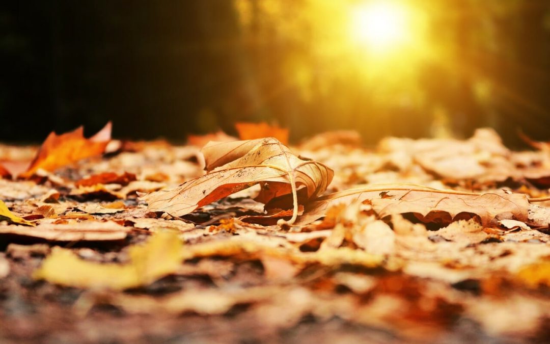Autumn leaves & sunset