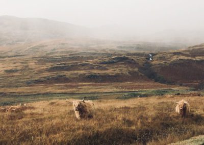 Scotland highland cows