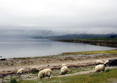 Scotland Oban Sheep by the sea