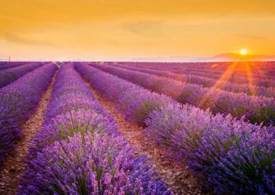 Sacred South of France, Lavender Fields