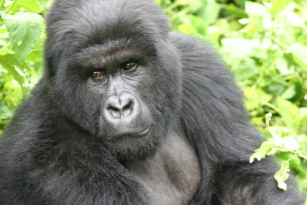 Female_Gorilla_in_Rwanda_at_the_Volcanoes_National_Park
