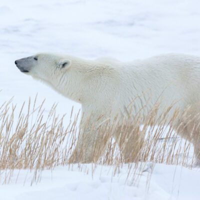 Churchill Polar Bears