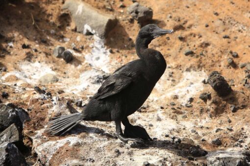 Galápagos Flightless cormorant