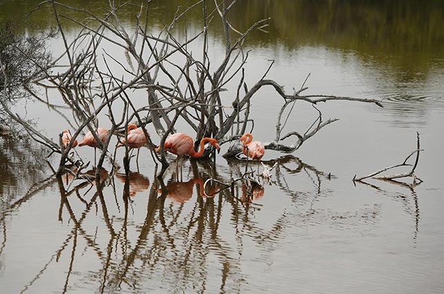 Galápagos Pink Flamingos