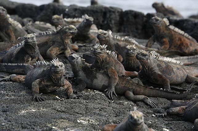 Galápagos Marine iguana