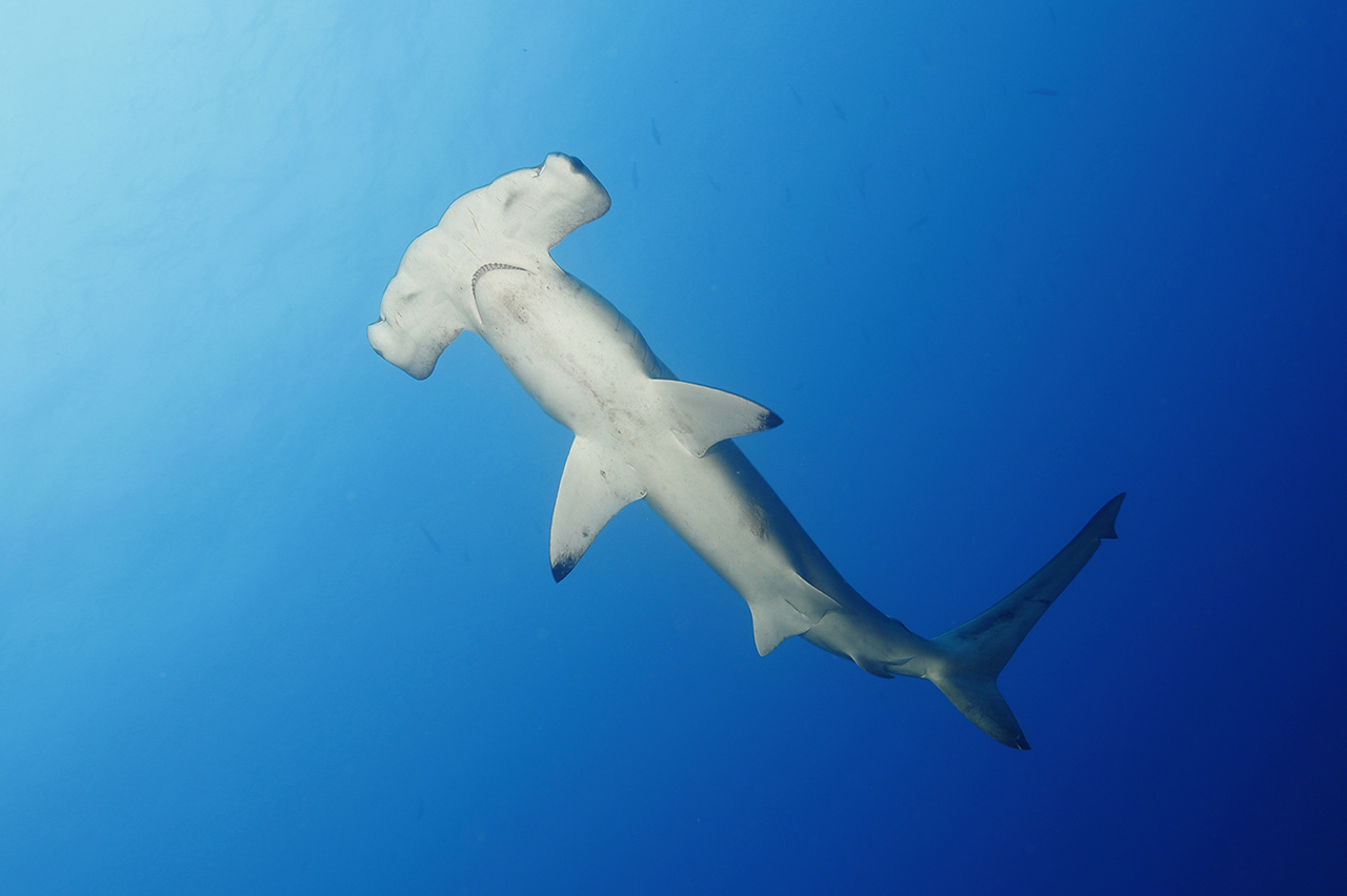 Galapagos hammerhead shark