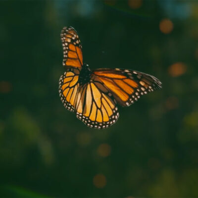 Monarchs Michoacán Mexico