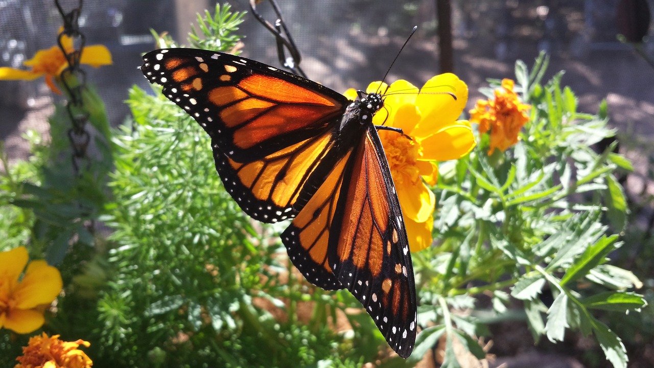 Monarch Butterfly, Mexico