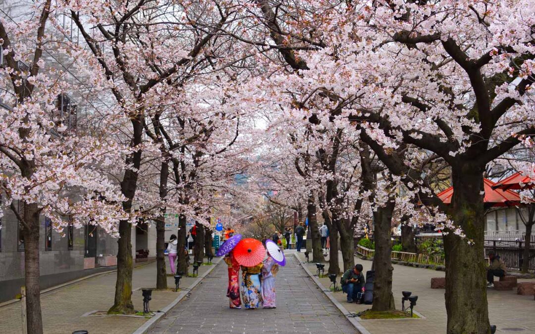 Cherry Blossoms and Kyoto…Between Bough and Zen