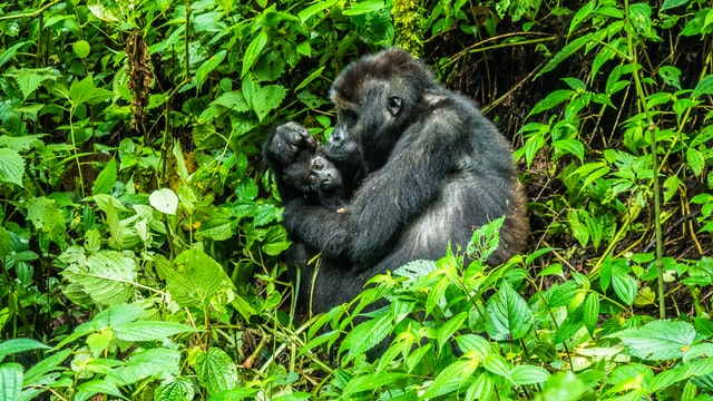 Gorillas Uganda