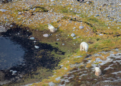 3 Polar Bears from Helicopter