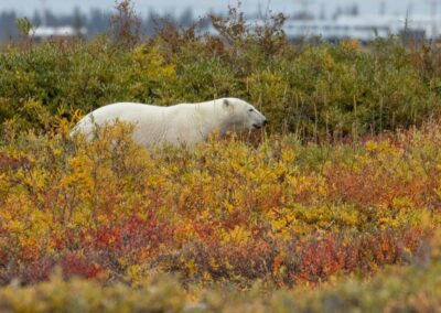 Polar bear on the Tundra