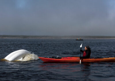 Kayaking with Beluga whales, Churchill River