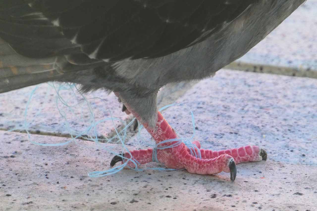 Bird leg tangled with plastic