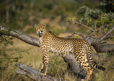 A cheetah overlooks the plains of the Sabi Sabi Earth Lodge