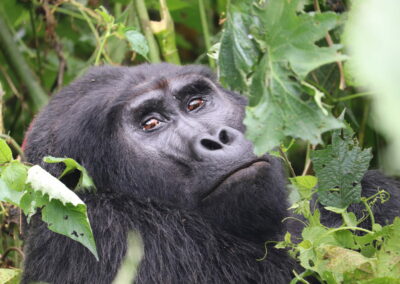 A Gorilla in Bwindi National Park