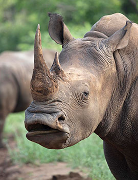 Africa: A Journey to the Heart and Soul - Rhino