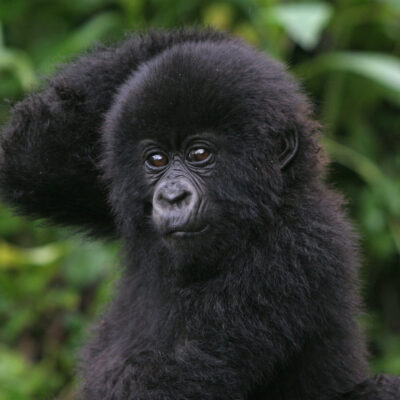 Africa: A Journey to the Heart and Soul - baby gorilla
